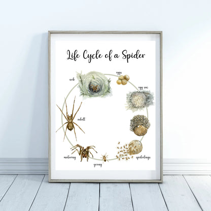 Life Cycle Insect / Bugs Educational posters set of 9, Homeschool learning, Montessori Classroom Décor, Wall Art - with states labeled
