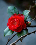 A Camellia Japonica Plant in a 4”pot / Red/white/pink