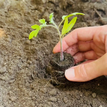 Herb Bundle: Ready-to-plant seedlings, Starts, Plugs, Garden ready, Live plants, Transplants, Pre-sprouted, For soil & hydroponic gardens