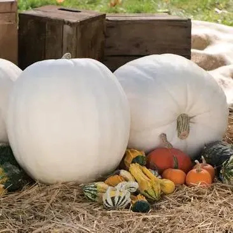 Rainbow Blend of Colorful Pumpkin Seeds: 10+ Uncommon Varieties (50+ Seeds)