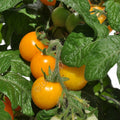Aztek Tomato Seeds: Sweet Yellow Micro Dwarf Variety
