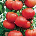 20+ Climbing Triple L Crop, Tomato, Italian Heirloom Garden Seeds Open Pollinated Container Garden Organic Vegetable Seed Non-GMO Seed Packs