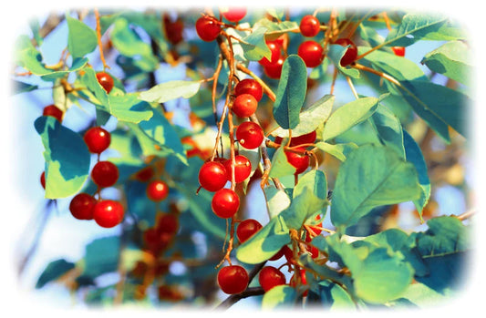 Choke Cherry Tree, Prunus virginiana, Small Red to Purple Fruit, White Spring Flowers, Wildlife Value,  Autumn Color, Drought, Heat Tolerant