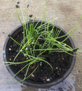 20+ Brown Root Garlic Chive Plants, Herbs, Organic Grow