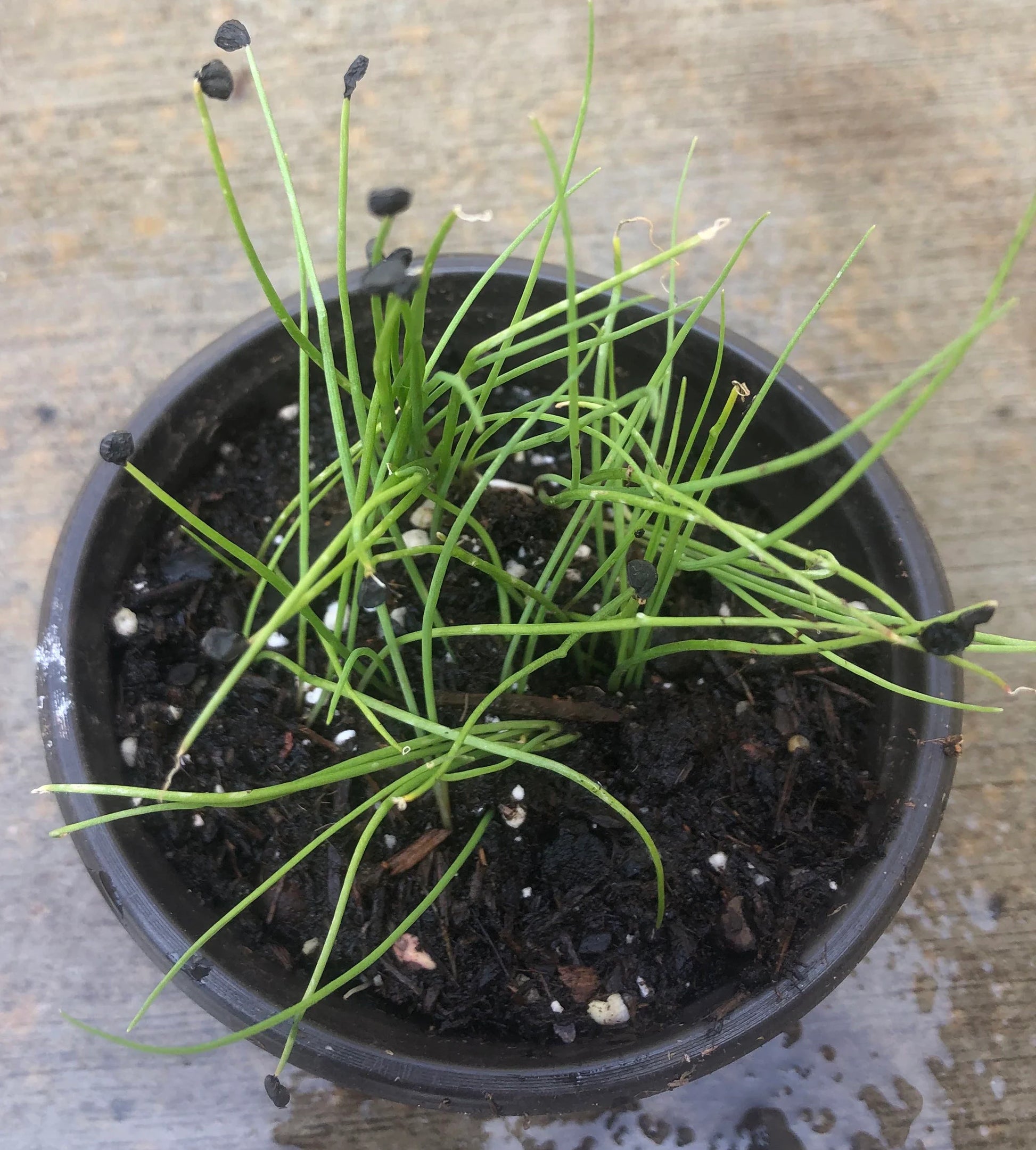 20+ Brown Root Garlic Chive Plants, Herbs, Organic Grow