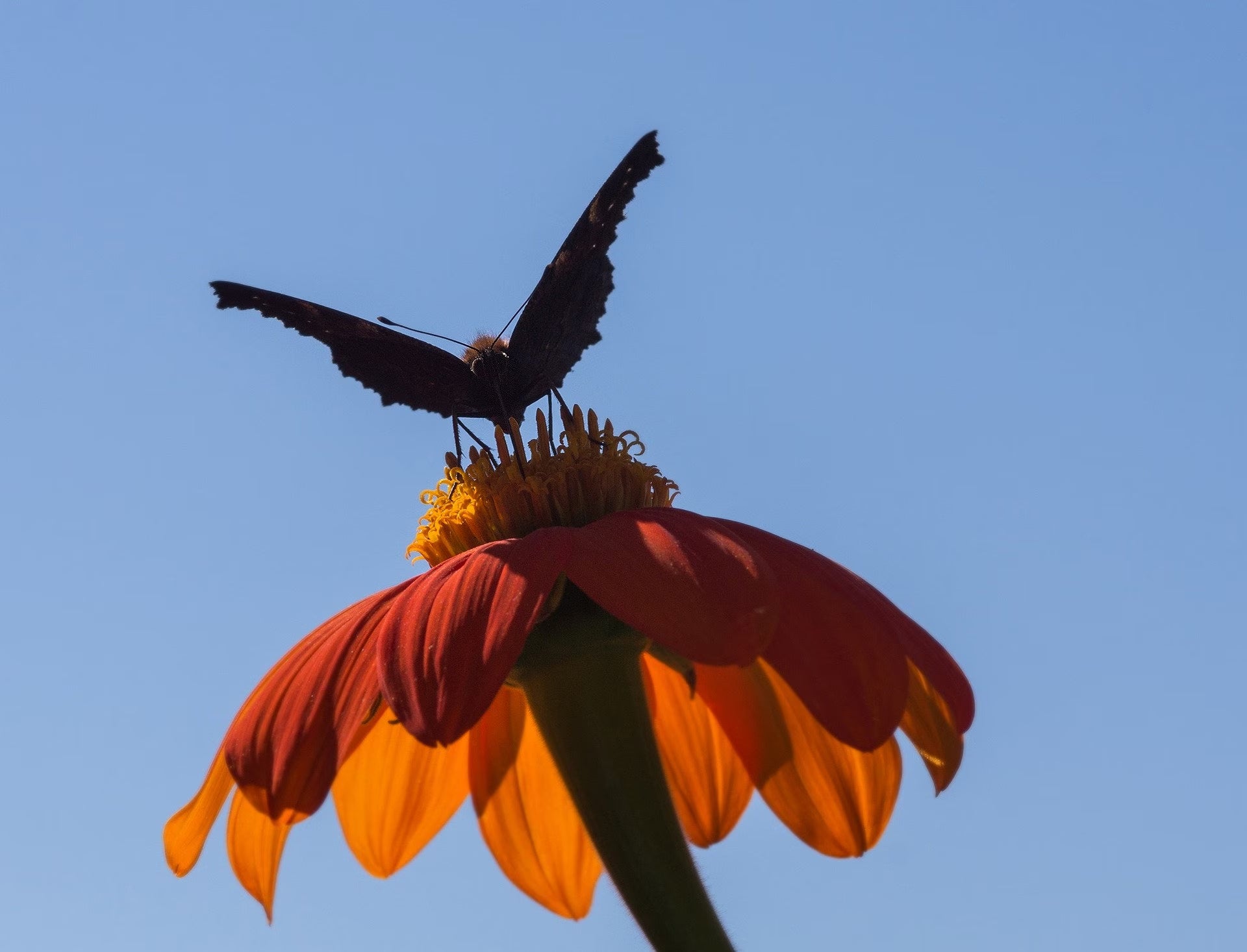 40 Orange Mexican Sunflower Seeds, Orange Torch, Tithonia Rotundifolia TI0140