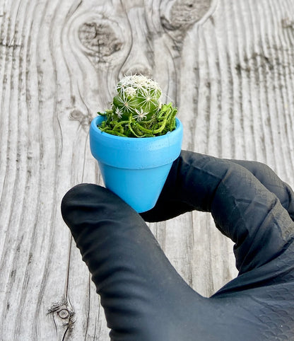 Mini Potted Succulent: Tiny Live Plant Gift, Baby Shower Favor