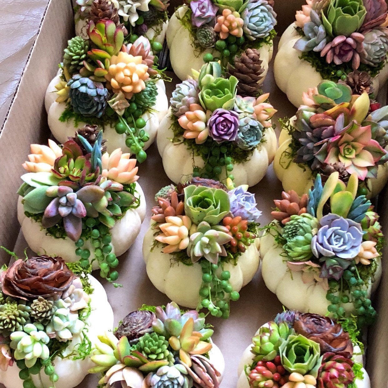 White Chubby Pumpkin Succulent Arrangement: Fall Thanksgiving Centerpiece