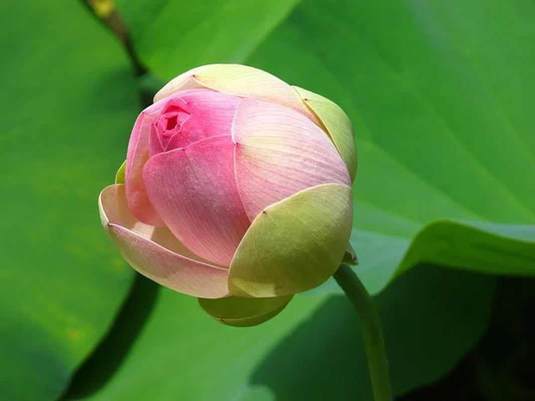 Sacred Lotus Bonsai Seeds, Pink Nelumbo Nucifera, For growing in Pond or Water Bowl NE8006