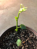 a CHAYOTE live plant in a  5”pot /large fruit/Sechium Edule  organic