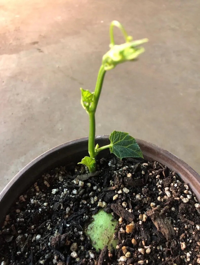 a CHAYOTE live plant in a  5”pot /large fruit/Sechium Edule  organic