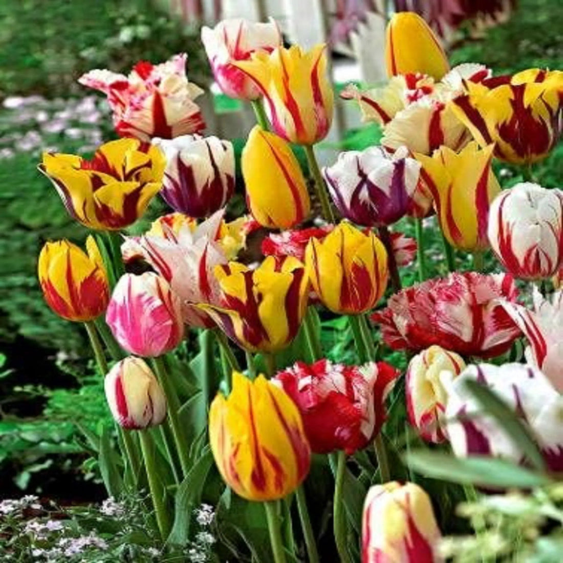 Tulip Bulbs, Rembrandt Mixed Tulip Flower Bulbs ,  Fall Planting for Spring Blooms COOL BEANS N SPROUTS