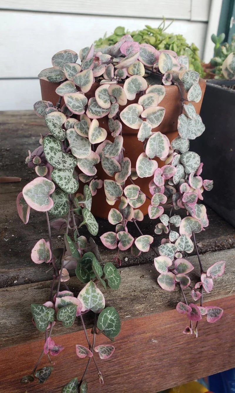 Super Sale Rare Pink Variegated String of Hearts Plant Live in Pot Perfect Gift House Plant ppp Low Light Indoor Plants