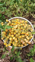 20 Yellow Florida Everglades Tomato Seeds, Drought Tolerant, Disease Resistant Currant Tomato Solanum pimpinellifolium Seeds, Seed The Stars
