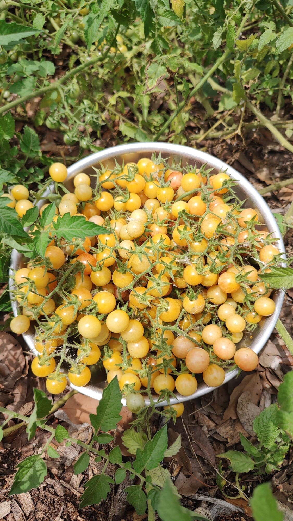 20 Yellow Florida Everglades Tomato Seeds, Drought Tolerant, Disease Resistant Currant Tomato Solanum pimpinellifolium Seeds, Seed The Stars