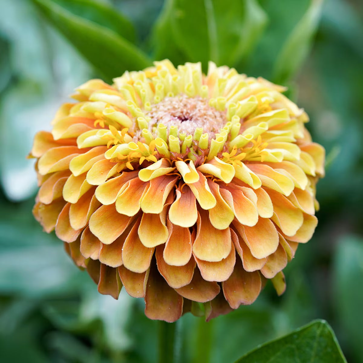 Queen Orange Lime Zinnia Seeds, Zinnia Elegans, Queen Series ZE0910