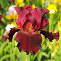 Bearded Iris Colorful Mix - Plant Bulbs from Easy to Grow, Reblooming Flowers in Spring and Fall