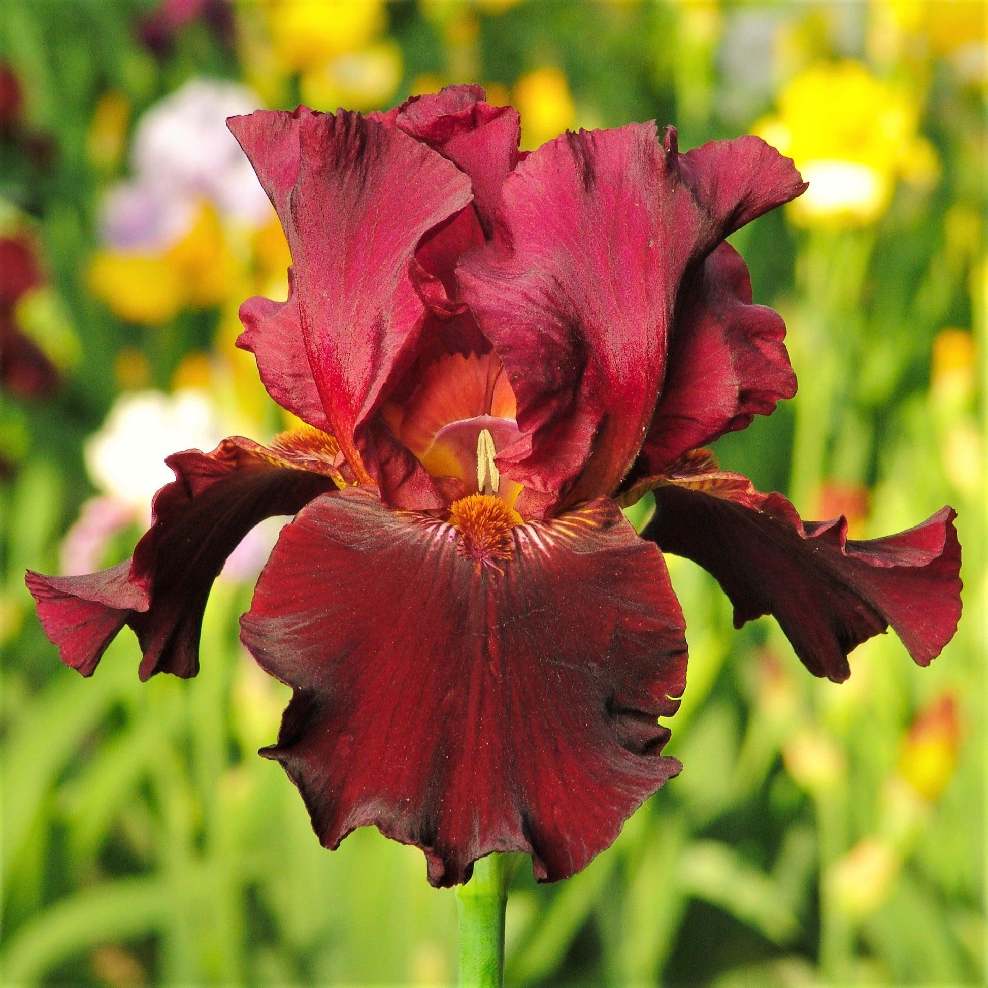 Bearded Iris Colorful Mix - Plant Bulbs from Easy to Grow, Reblooming Flowers in Spring and Fall