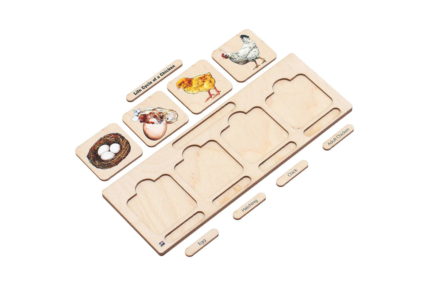 Wooden Life Cycle of a Chicken | Life Cycle Set: Chicken | Chicken Model | Life of a Chicken