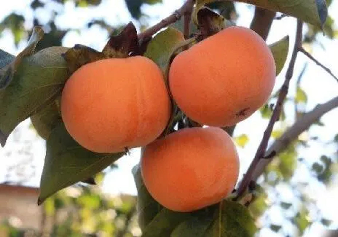 5 Japanese Persimmon Tree Seeds Asian Diospyros Kaki Fruit Tree Seeds - NON GMO