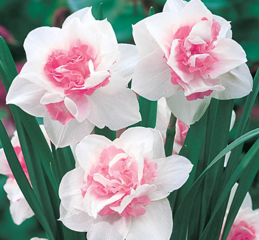 4 Double Pink Perennial Daffodils Bulbs. Perfect Time to Plant for Next Season's Blooms  Loves Sun  Super Easy to Grow