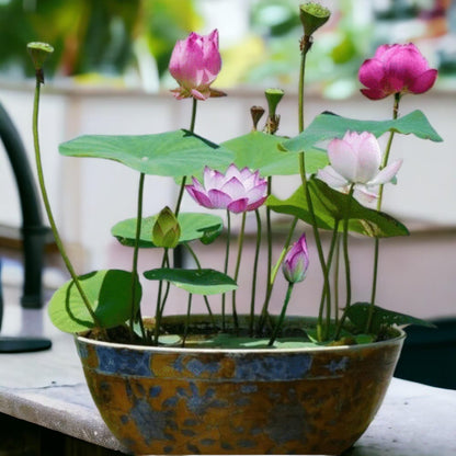 15pcs Germinated Lotus Seeds, Ready to Plant - Mixed Color Bonsai Bowl Lotus for Indoor & Outdoor Aquatic Gardens