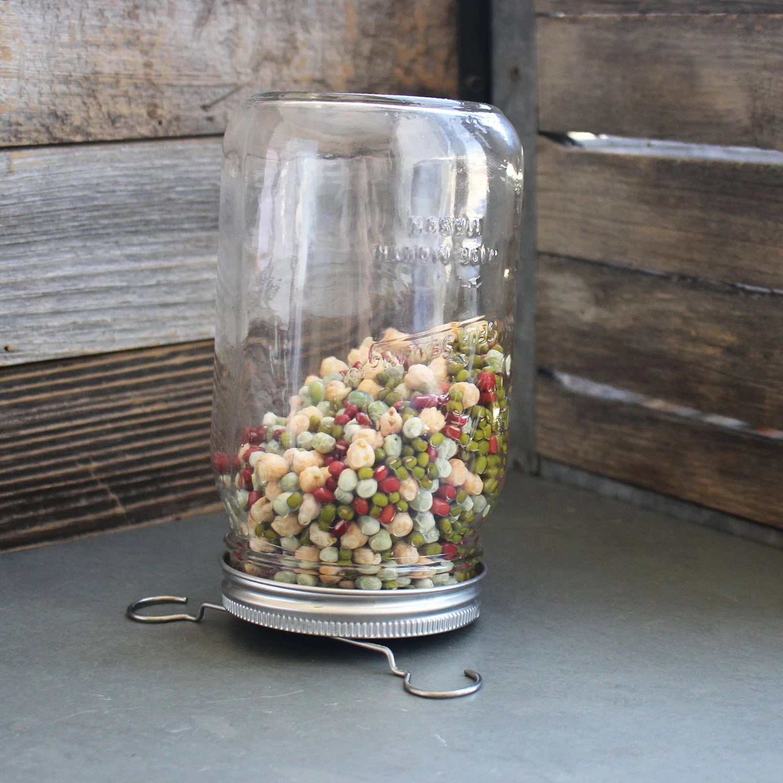 Trellis + Co|Stainless Steel Sprouting Kit, 4 Pack With Sprouting Stands|Rust Proof Stainless,Curved Mesh,Fits Most Wide Mouth Mason Jars
