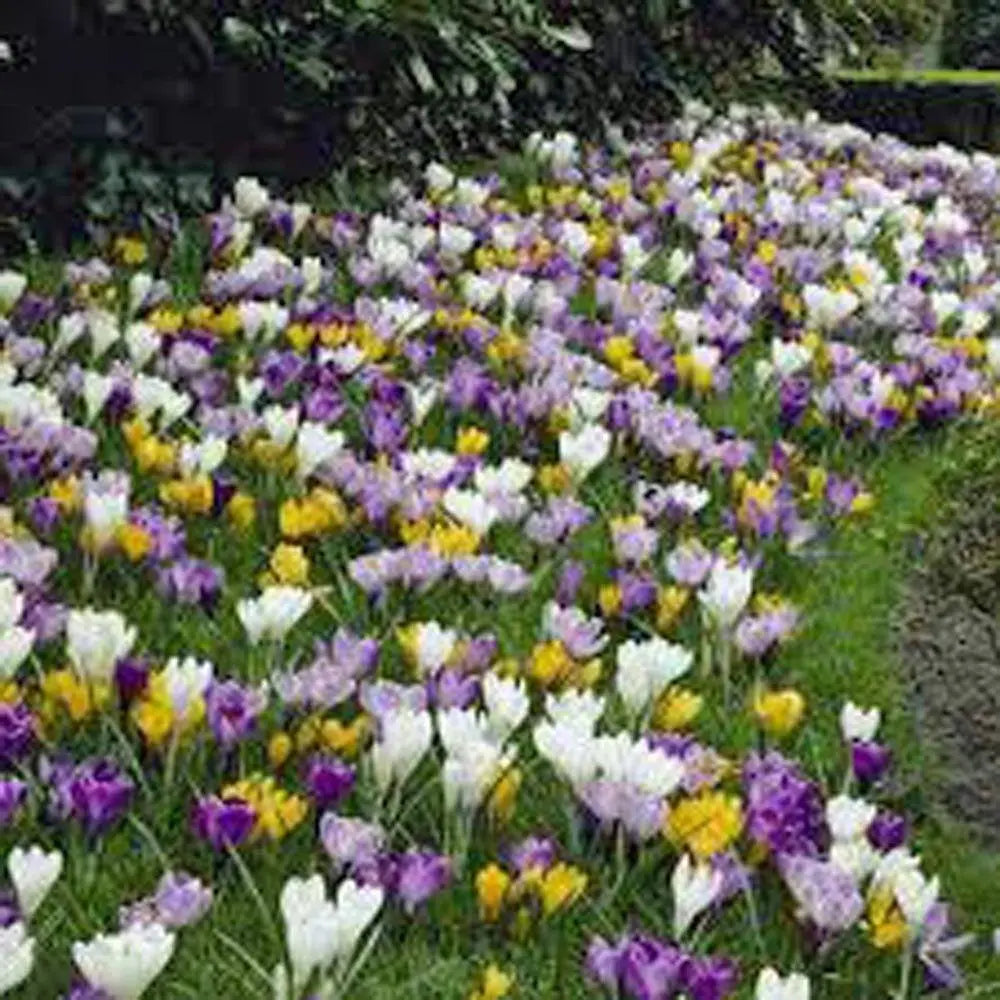 Crocus, Crocus Species Mix Bulbs, Yellow, White, Lavender and Purple, Heirloom, Country Creek Acres