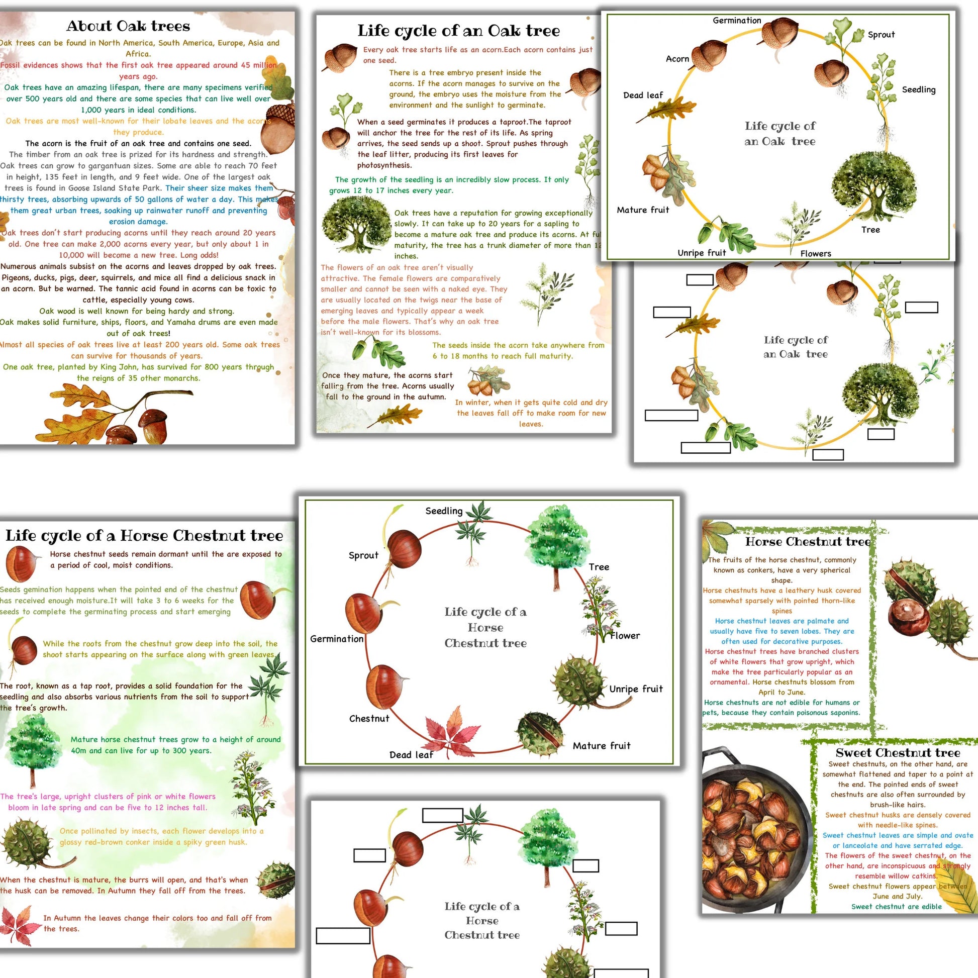 fall unit study, Mushroom unit study, Corn unit study, Fox unit study, Oak  tree cycle, Fall activities, Fall nature study, Montessori fall