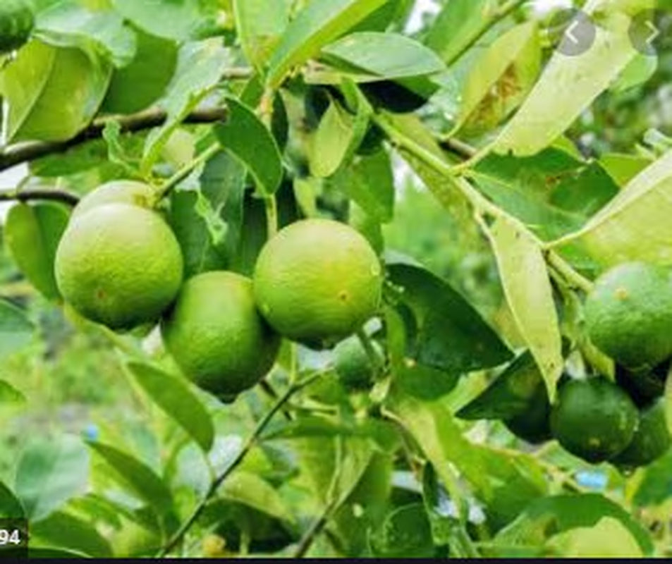 RARE Dwarf Key LIME-Grow indoors in a pot or Out-Very Juicy fruit (2.5 ,10 SEED(Non-Gmo)Fresh harvested in our Usa Farm plant-Ships same Day
