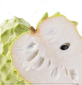 A Cherimoya live plant in a 1 gallon pot/ 2-2.5ft high with pot/seedlings