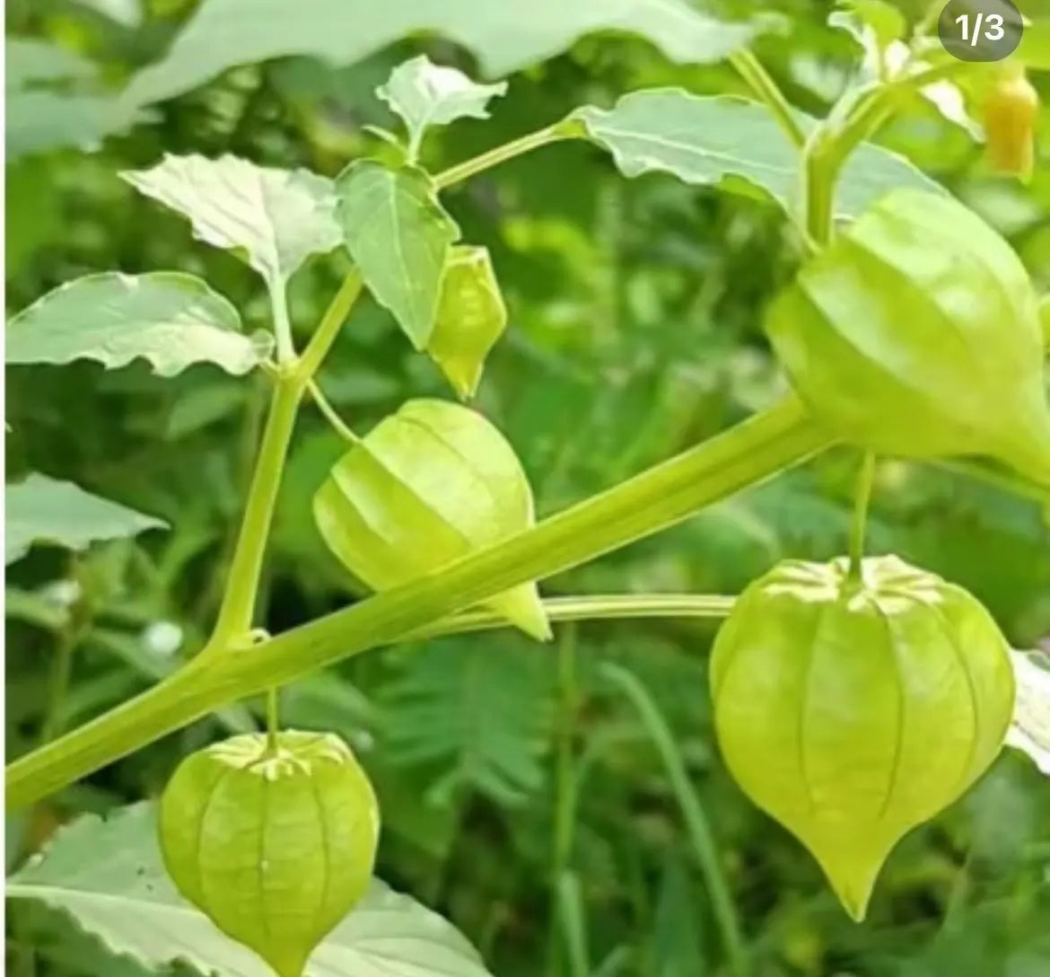 2 Cape gooseberry in a 4” pots