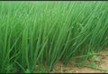 a bunch of 15 bare roots organic green onions/or live 20 plants in a 4” pot.  Green Chinese (ShanDong) Onion,  Allium Fistulosum
