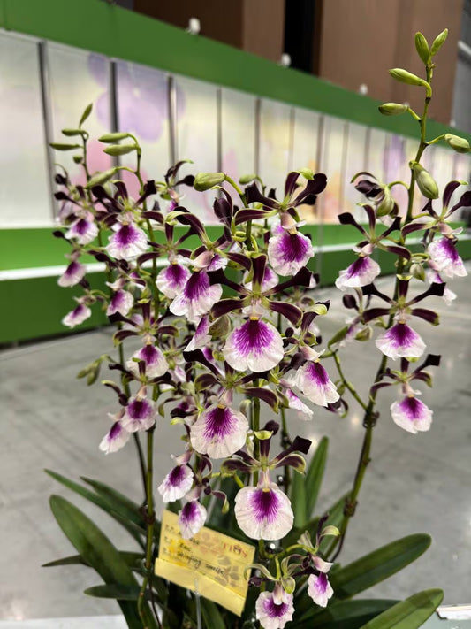 Amazing Fragrance. Enc. Shinfong Happy  (Shinfong Smile x cordigera) Mature Size Plant in 3"  tall moss pot.  Heat Tolerance