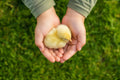 Child's cupped hands holding a fluffy newly hatched yellow chick
