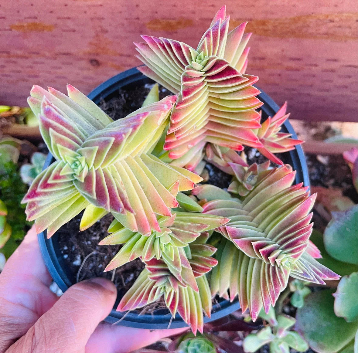 2” Crassula Capitella Subsp. thrysiflora (Red Pagoda) Succulent Plant - SEE 2nd and 3rd pic