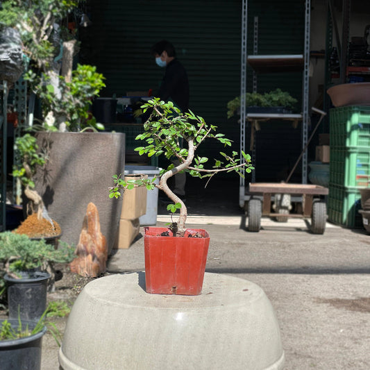 15cm Chinese Elm Tree in Plastic Grower Pot