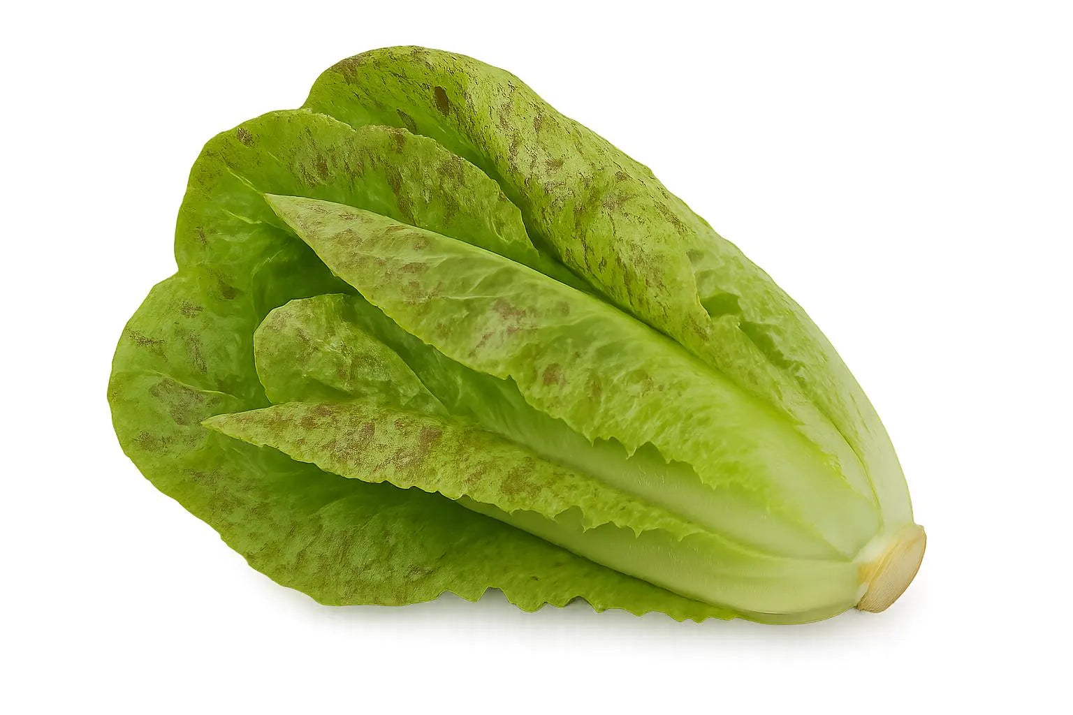 Lettuce Bundle: Ready-to-plant seedlings, Starts, Plugs, Garden ready, Live plants, Transplants, Pre-sprouted, For soil & hydroponic gardens