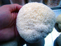 Lion's Mane Mushroom Grow Kit  (H. erinaceus) - 5 LB - Ready to Fruit