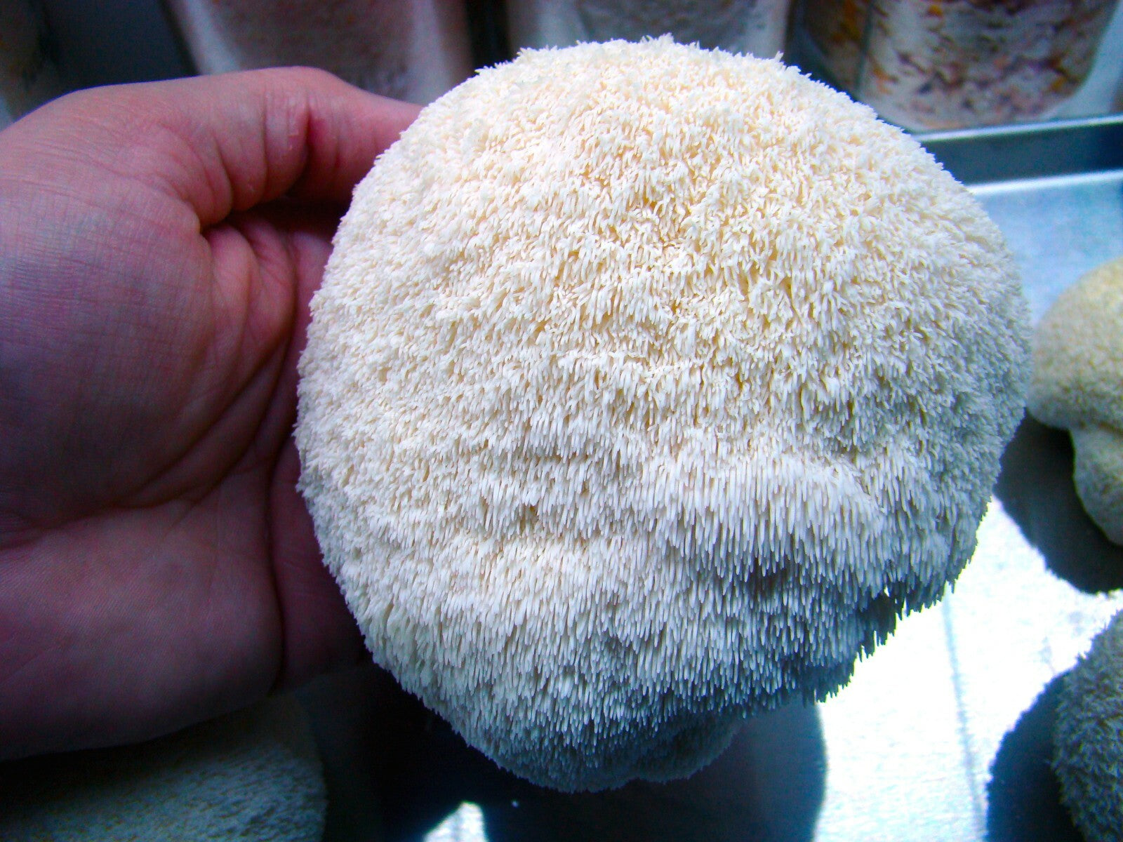 Lion's Mane Mushroom Grow Kit  (H. erinaceus) - 5 LB - Ready to Fruit