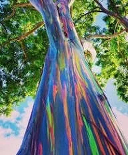 Rainbow Eucalyptus, deglupta, in 4" Pot