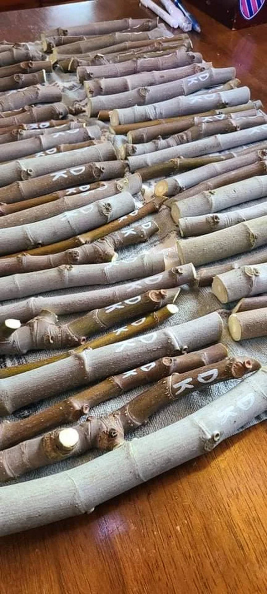 Desert King Fig Cuttings- FREE SHIPPING