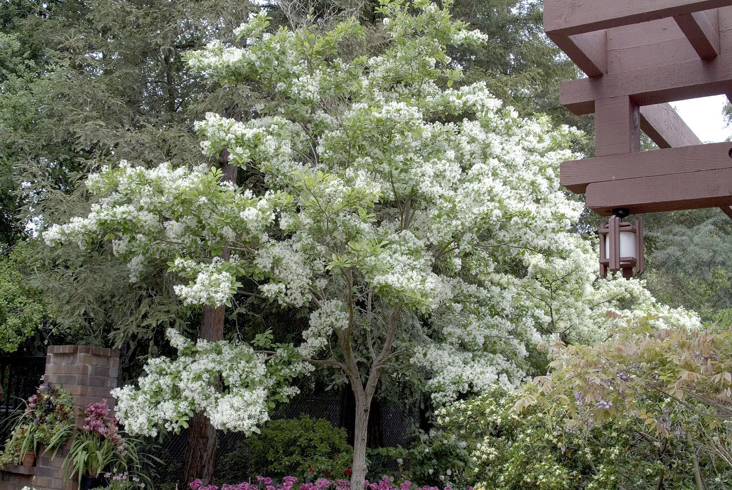 White Fringe tree qt. pot Grancy Graybeard Chionanthus virginicus