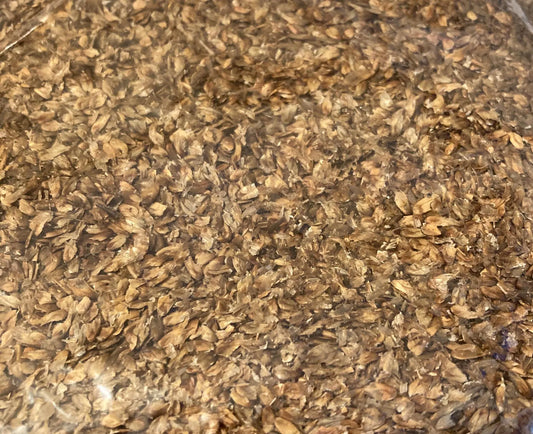Horsetail Beefwood Tree Seeds (CASUARINA EQUISETIFOLIA )  (Beach Sheoak, Ironwood, Australian Pine, Filao Tree, She-oak)
