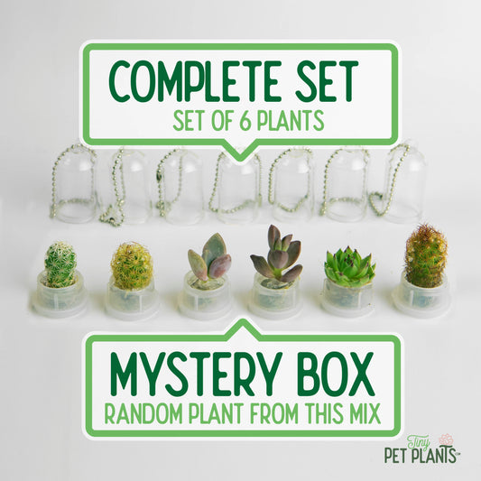 Tiny Terrarium Real Live Pet Plant! - Cactus - Succulent - Miniature Key Chain - Necklace - Christmas Gift - Fairy Garden - Mini Plant