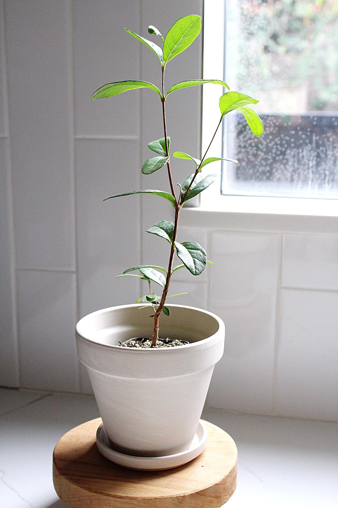Pineapple Guava Plant Tropical Evergreen Shrub Edible Fruit Garden Plant Flowering Plant Edible Landscaping Live Plant Starter Plant Potted