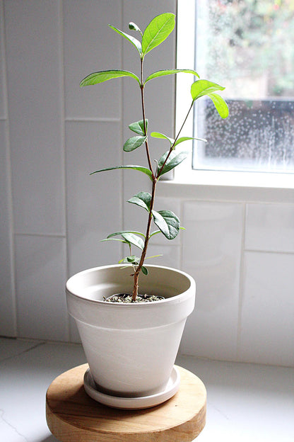 Pineapple Guava Plant Tropical Evergreen Shrub Edible Fruit Garden Plant Flowering Plant Edible Landscaping Live Plant Starter Plant Potted
