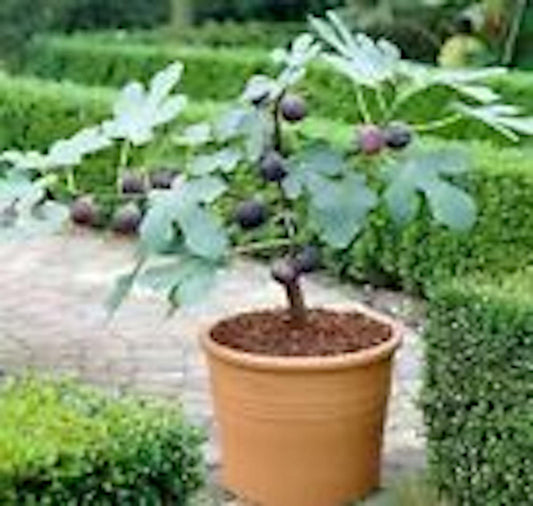 1 Fignomenal Dwarf Fig Tree Starter Plant Self Fertile Dwarf Fig Plant Perennial