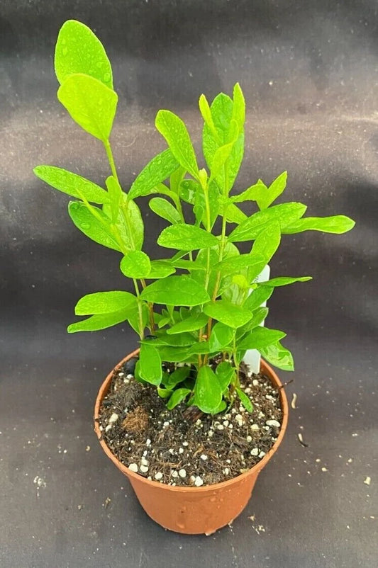Pineapple Guava, Feijoa sellowiana.  Three or More Rooted Seedlings Shipped in a 3" Pot