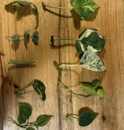 10 Random Plant Cuttings (Read Description and Check Review Photos for Reference)